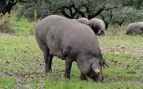 Iberian pigs in oak field 3